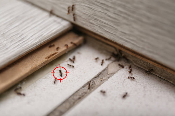 Best Pest Control Near Me in Temple, TX