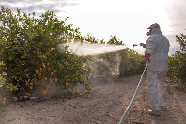 Reliable Temple, TX Pest Control Solutions