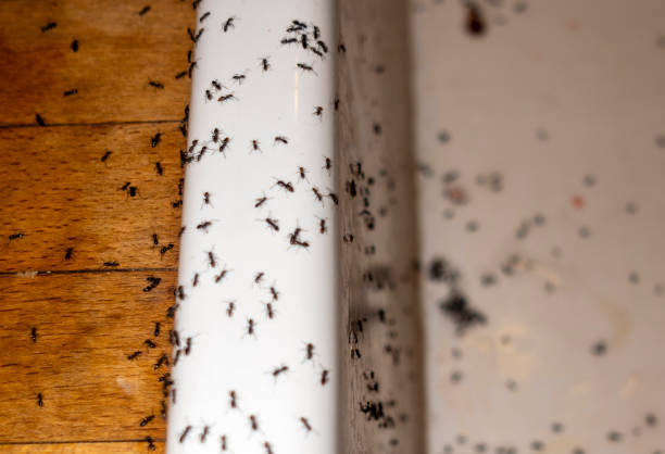 Pest Control for Restaurants in Temple, TX
