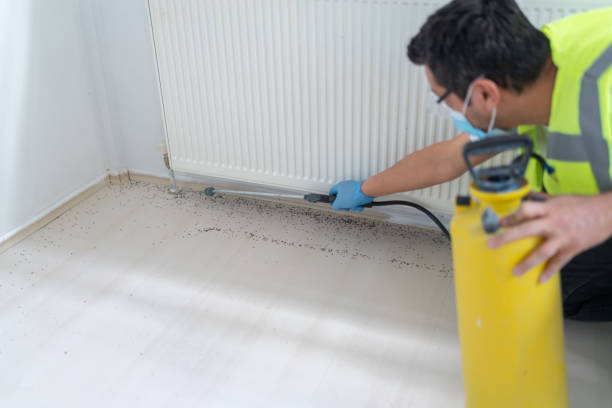 Best Termite Control Services  in Temple, TX